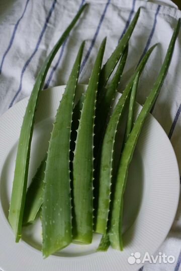 Срезанные листья взрослого Алоэ