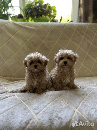 Мальтипу мини ф1