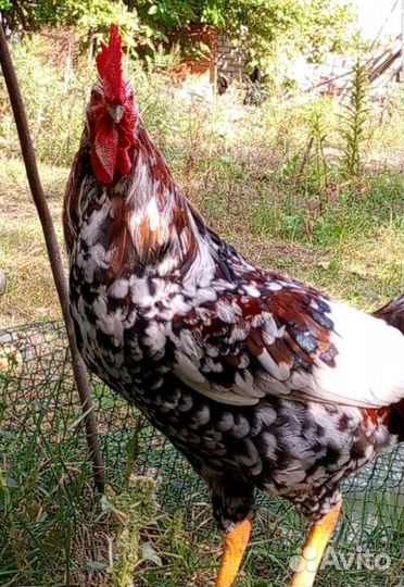 Петух доминант