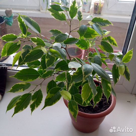 Фикус бенджамина пестролистный