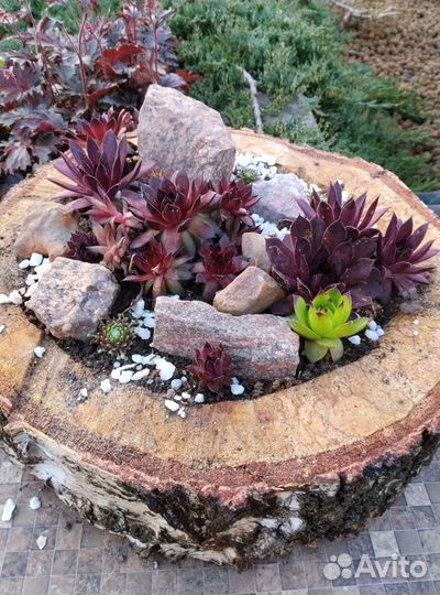 Молодило гибридное Bronco