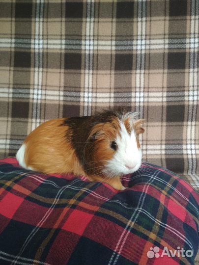 Морская свинка