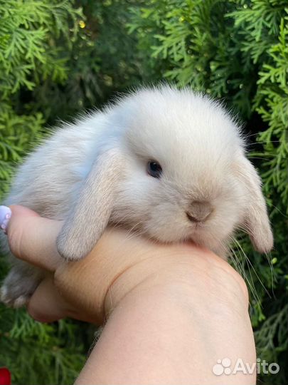 Кролики вислоухие (ручные)