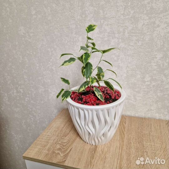 Фикус бенджамина