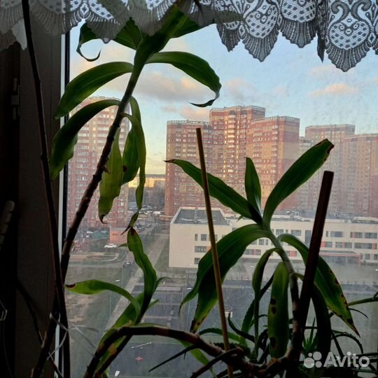 Золотой ус и другие