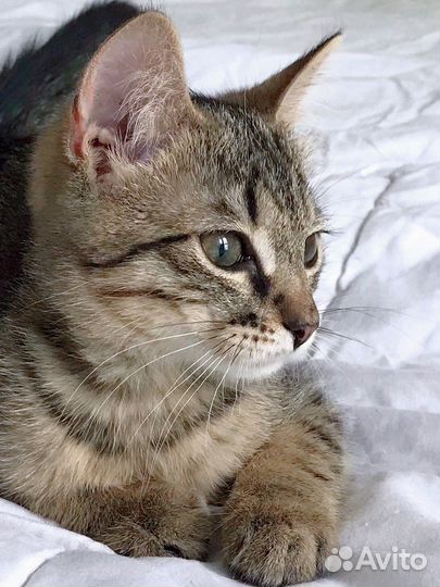 Славный котёнок ищет хощяев