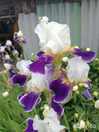 Ирисы сортовые