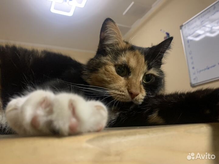 Кошка Матрёшка