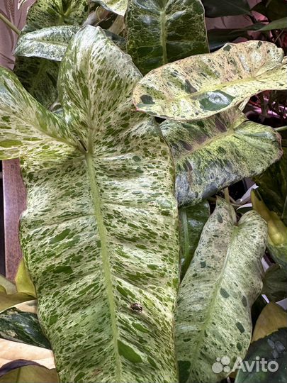 Филодендрон Парадизо Верде/Paraiso verde