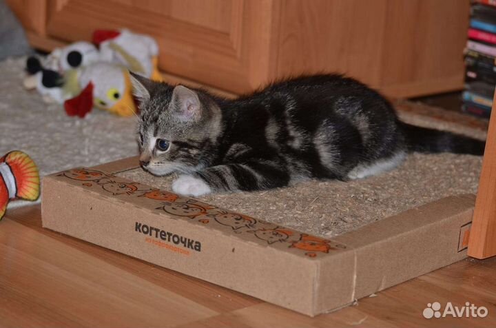 Малышка ищет семью