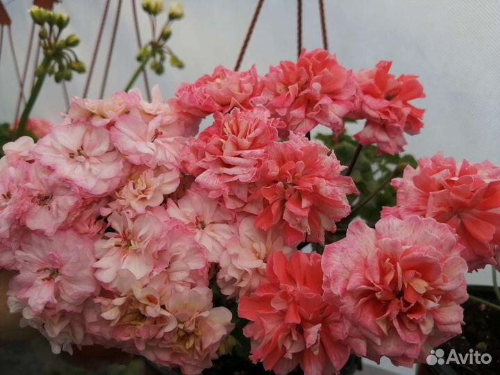 Пеларгония