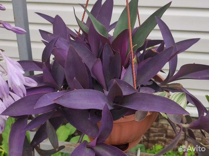 Сортовые традесканции и композиции из них