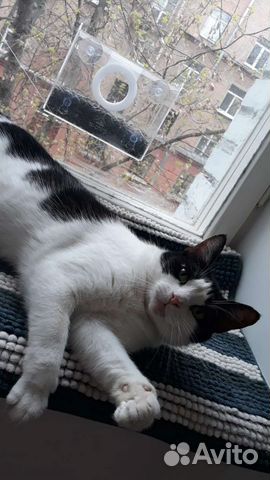 Кокошечка Ариша