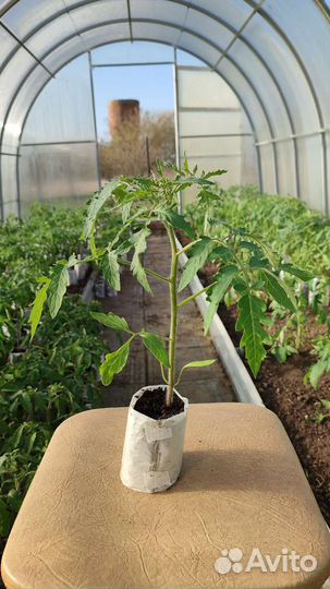 Рассада томата