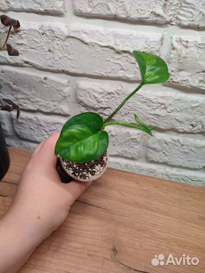 Комнатные цветы Эпипремнумы