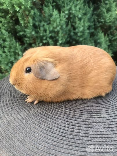 Морские свинки мальчики