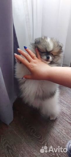 Немецкий шпиц