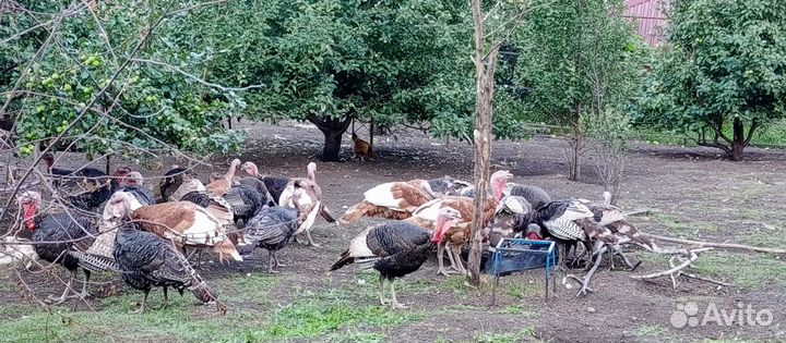 Продам индюков