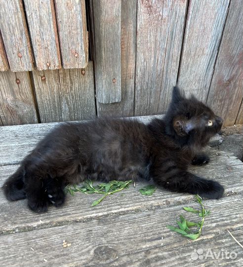 Котенок в добрые руки