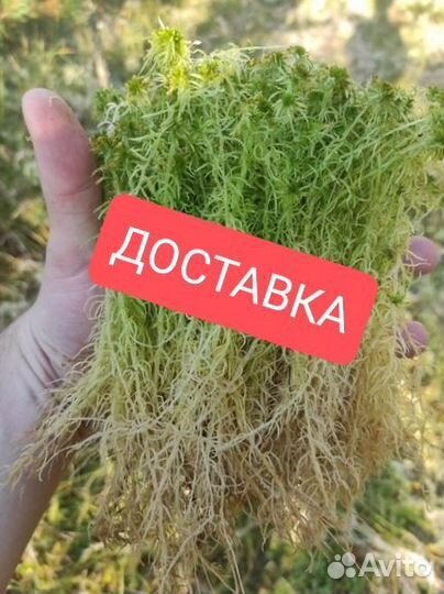 Скраб сфагнум 5 литров