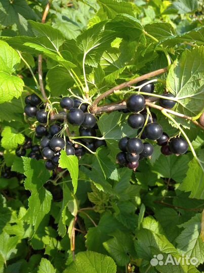 Смородина черная