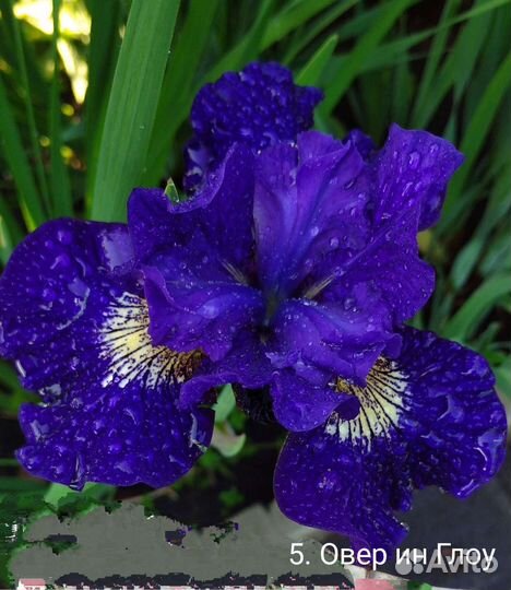 Ирис сибирский