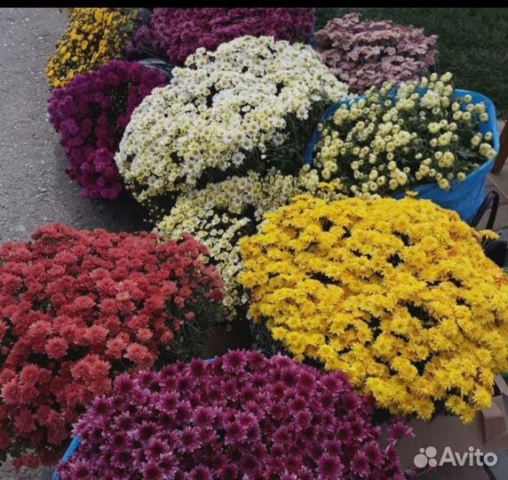 Многолетние цветы