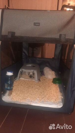 Передержка животных и цветов на время отпуска