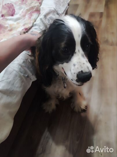 Кокер спаниель