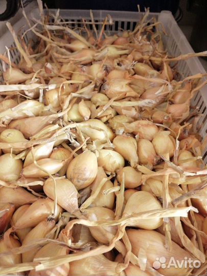 Лук севок семейный