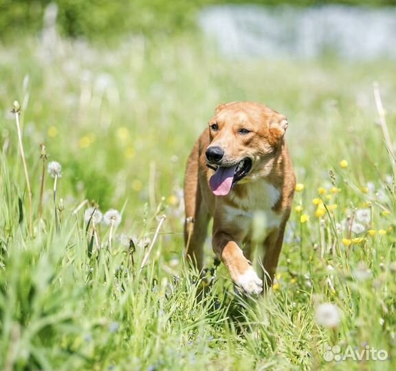 Рыжее солнышко в добрые руки