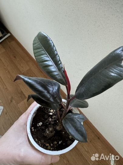 Фикусы, пикси, ирен, денилайт, али амстел грин