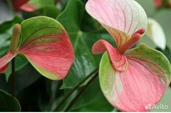Антуриумы сортовые