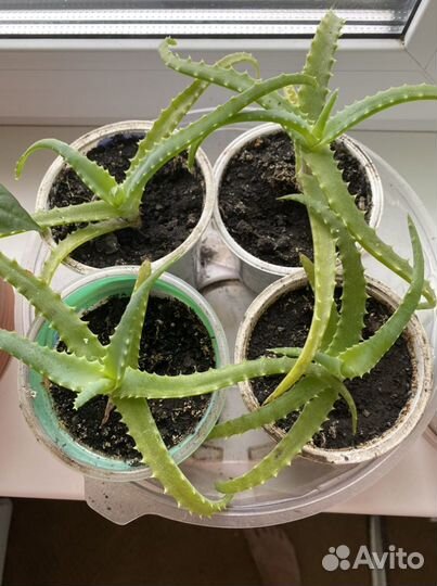 Алоэ лекарственный