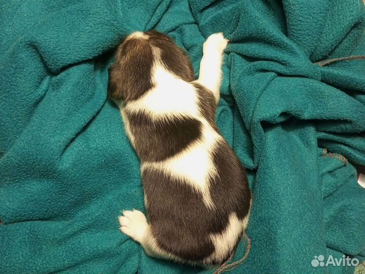 Бигль щенок