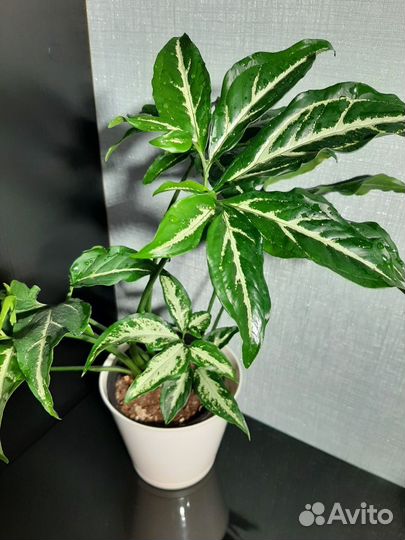 Сингониумы