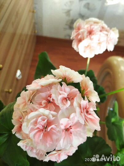 Герань пеларгония