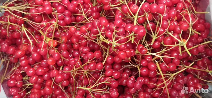 Калина ягода