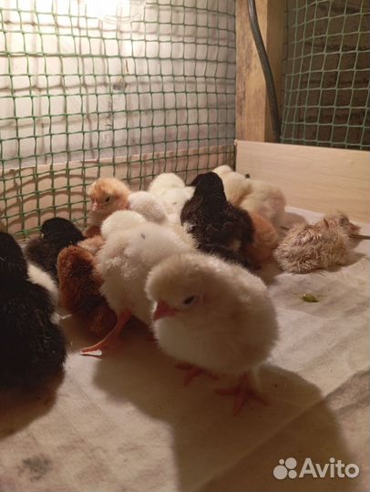 Цыплята суточные