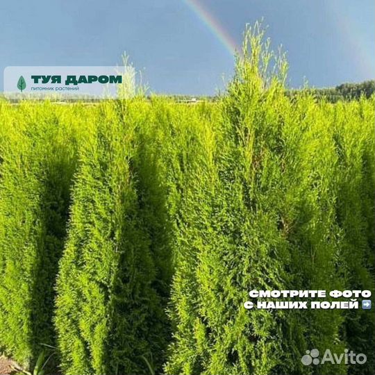 Туя 140 см