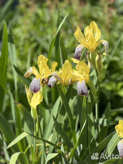 Ирис пестрый
