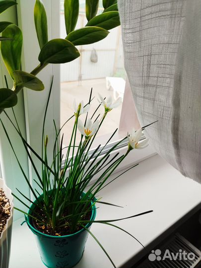 Зефирантес белый