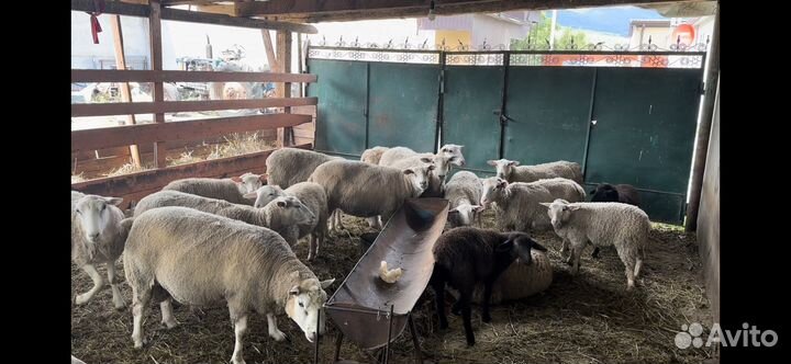 Барашки текселя