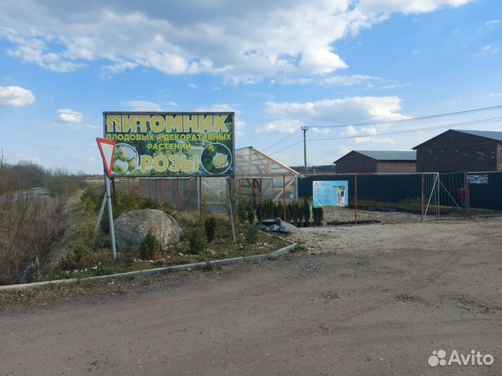 Туя западная смарагд 150-160см