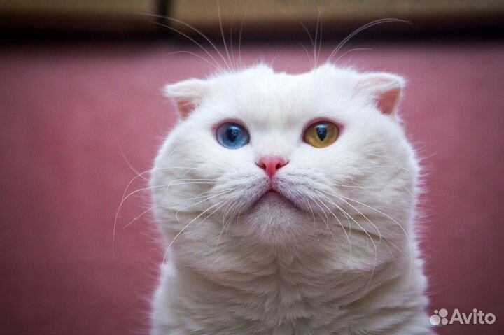 Снежинка - особенная кошка, разноглазая красавица