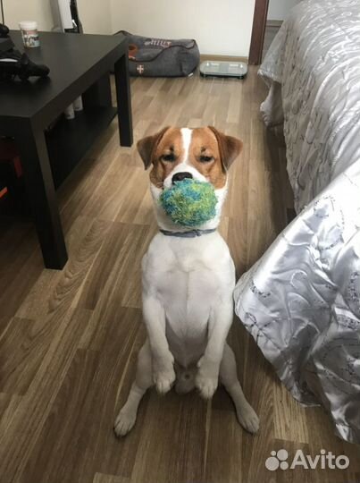 Вязка Джек Рассел терьер