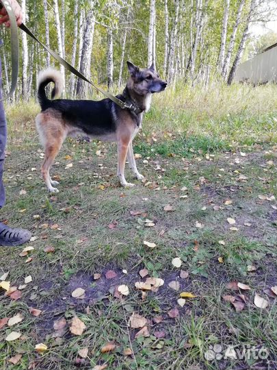 В добрые руки