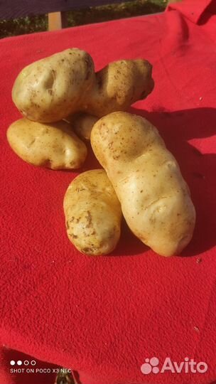 Семенной картофель