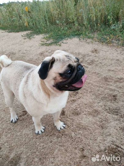 Мопс вязка мальчик