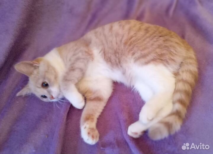 Рыженький и полосатенький шотландский котёнок